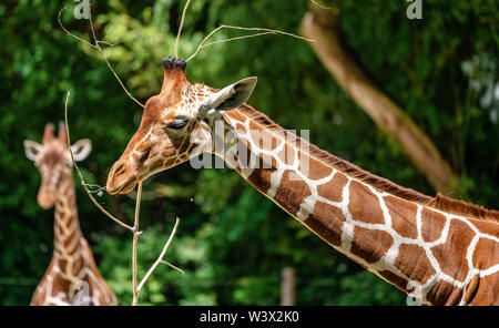 La giraffa, Giraffa camelopardalis è un mammifero africano Foto Stock