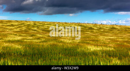 Campo di mais nel vento vicino a Stonehaven, Aberdeenshire, Scozia, Gran Bretagna Foto Stock