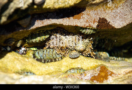 Rock Pool rampicate nelle acque splendenti di Maria Island National Park Foto Stock