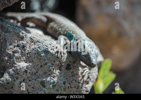 Lizard close up. Natura selvaggia e sfondo animale. La fauna selvatica, rettile Foto Stock