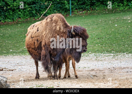 Bufalo americano noto come bisonti, Bos bison negli zoo Foto Stock