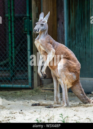 Canguro rosso, Macropus rufus in un giardino zoologico tedesco Foto Stock