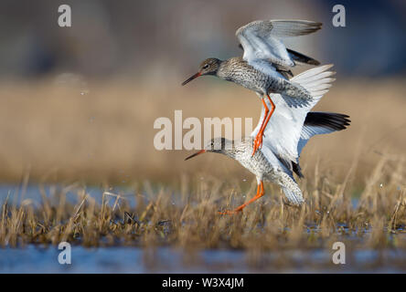 Momento di azione lo sbarco del giovane maschio e femmina redshanks comune in waterpond sovradimensionate o piccolo lago Foto Stock