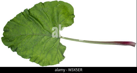 Große Klette, Grosse Klette, Klette, Butzenklette, Arctium lappa, maggiore bardana, gobō, commestibili, bardana lappa, Beggar's pulsanti, La Grande Bardane, B Foto Stock