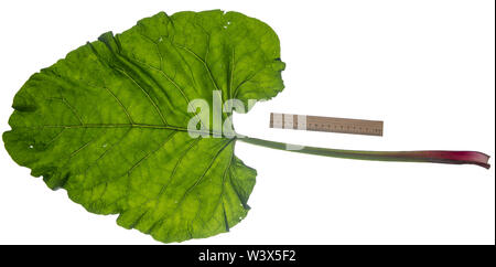 Große Klette, Grosse Klette, Klette, Butzenklette, Arctium lappa, maggiore bardana, gobō, commestibili, bardana lappa, Beggar's pulsanti, La Grande Bardane, B Foto Stock