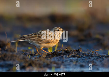 Eurasian skylark sorge in dolce e caldo. La luce del mattino sul terreno del campo Foto Stock