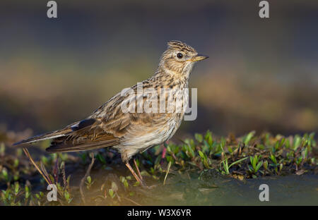 Maschio skylark eurasiatico in posa di erba e sabbia in primavera molto vicino shot Foto Stock