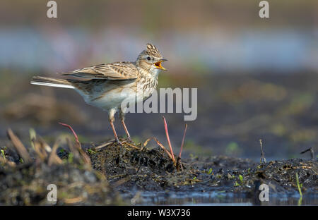 Maschio skylark eurasiatica canta la sua canzone di primavera come si siede sul suolo montano nel campo Foto Stock