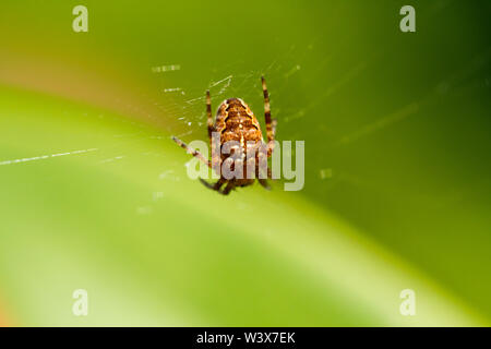 Araneus diadematus, giardino europeo spider, diadema spider, Cross orbweaver, orb-weaver. Regno Unito Foto Stock