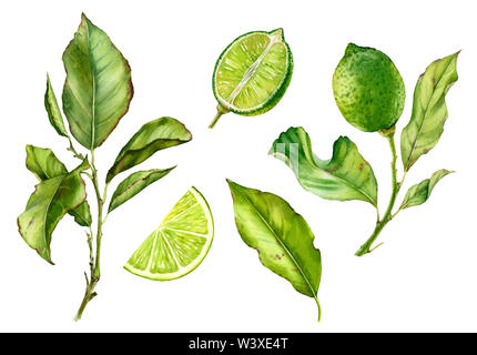 Acquerello illustrazione botanica frutto di lime tree foglie di diramazione Foto Stock