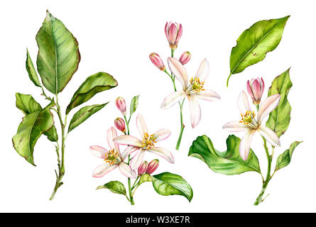 Acquerello illustrazione botanica albero di agrume ramo fiori bianchi Foto Stock