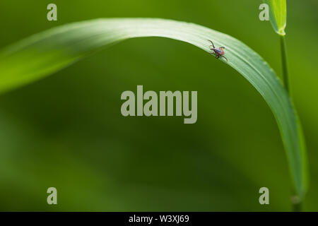 Tick (Ixodes ricinus) di attesa per la sua vittima su una lama per erba - parassita potenzialmente trasportano malattie pericolose Foto Stock