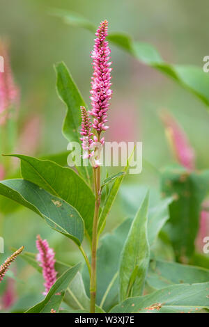 Smartweed crescendo in Wisconsin settentrionale. Foto Stock