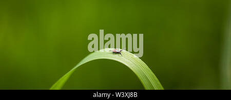 Tick (Ixodes ricinus) di attesa per la sua vittima su una lama per erba - parassita potenzialmente trasportano malattie pericolose Foto Stock