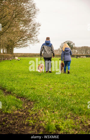 Giovane pochi cani su conduce attraverso i terreni agricoli REGNO UNITO Foto Stock