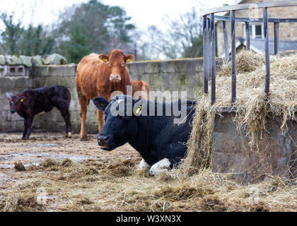 Bovini da carne su farm REGNO UNITO Foto Stock