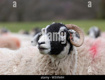 Pecore in Lancashire Farm Regno Unito Foto Stock