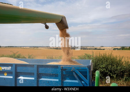 Trasferimento di grano dalla mietitrebbia per rimorchio UK Foto Stock