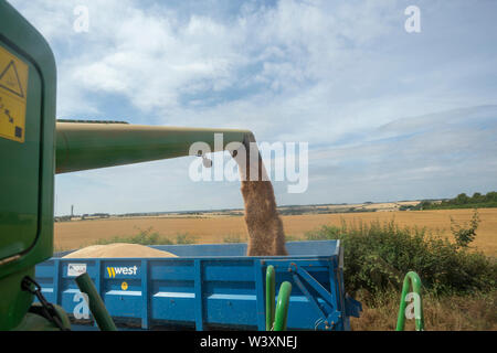 Trasferimento di grano dalla mietitrebbia per rimorchio UK Foto Stock