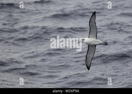 Un timido albatross, Thalassarche cauta, svetta sulle onde del Sud Atlantico. Foto Stock