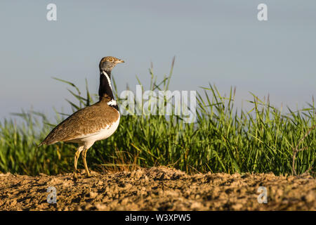 Gallina prataiola (Tetrax tetrax), maschio visualizzazione, Lleida steppe, Catalogna, Spagna Foto Stock