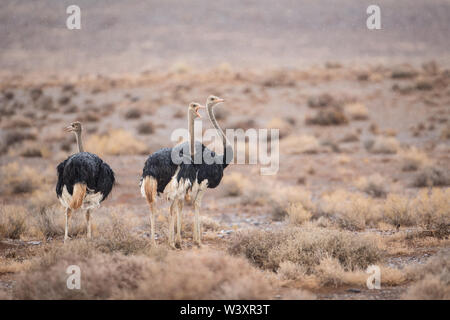 Tankwa Karoo National Park, Northern Cape, Sud Africa arido paesaggio è home varietà di fauna selvatica come questi comuni, struzzo Struthio camelus Foto Stock