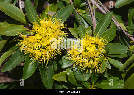 Sydney Australia, luminoso giallo dei fiori di un Xanthostemon Crisante o Golden Penda Foto Stock