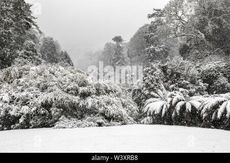 Giardino Trebah; neve; Cornovaglia; Regno Unito Foto Stock