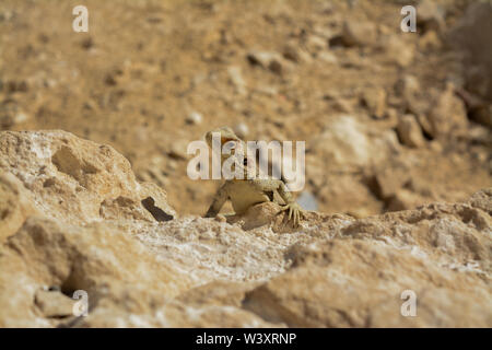 Lizard nel deserto Foto Stock