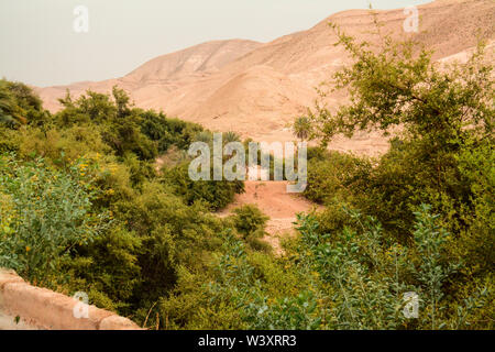 Alberi nel deserto Foto Stock