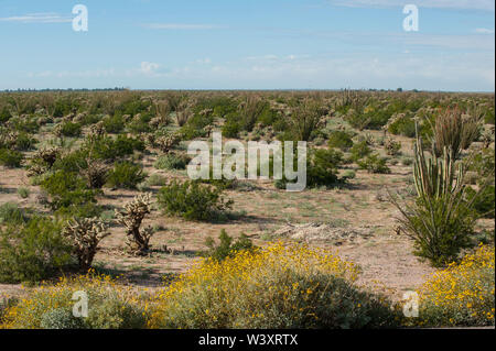 Deserto di Sonora. Messico. Foto Stock