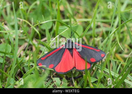 Giorno-flying moth Cinnibar (Tyria jacobaeae) di appoggio al suolo Foto Stock