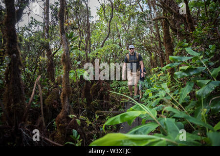 Il bagnato, paludosa Alakai Swamp Trail offre molte sezioni di pannello di legno a piedi per aiutare il turista avventuroso mantenere il loro piede nell'Kokee State Park Foto Stock