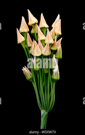 Alium seme head Foto Stock