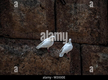 Una coppia di piccioni bianco su un vecchio muro di pietra Foto Stock