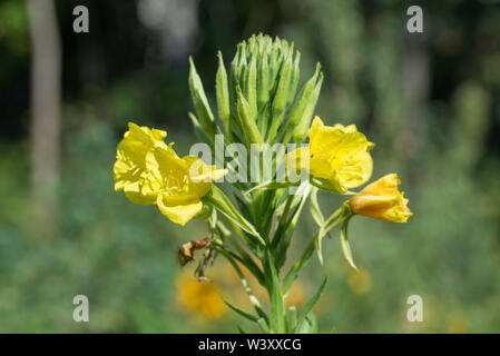 Enotera fiori giallo macro Foto Stock