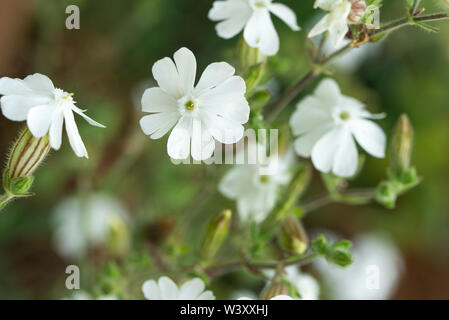 Silene latifolia, bianco campion macro di fiori messa a fuoco selettiva Foto Stock