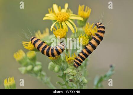 I bruchi da cinabro Tarma (Tyria jacobaeae), Emsland, Bassa Sassonia, Germania Foto Stock