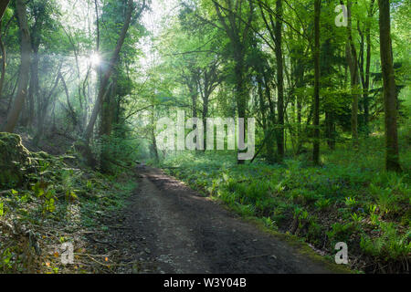 Luce del sole di mattina filtra attraverso gli alberi in un bosco nebbioso a Rowberrow Warren in Mendip Hills, Somerset, Inghilterra. Foto Stock