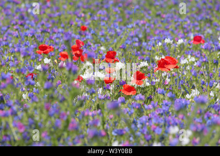 Fiore selvatico prato in Preston Park Brighton East Sussex Foto Stock