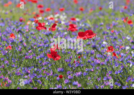 Fiore selvatico prato in Preston Park Brighton East Sussex Foto Stock