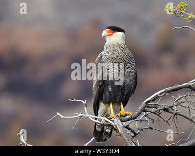 Crestato meridionale caracara (Caracara plancus) nel Parco Nazionale di Torres del Paine Cile Foto Stock