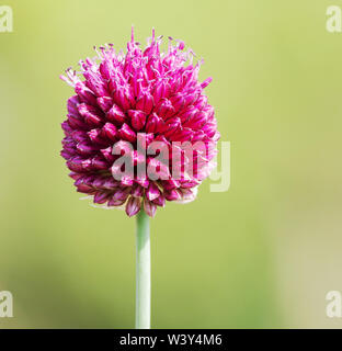 Fiore di testa a testa rotonda o di porro Bristol onion Allium sphaerocephalum trovato solo in Avon Gorge Bristol sul continente BRITANNICO Foto Stock