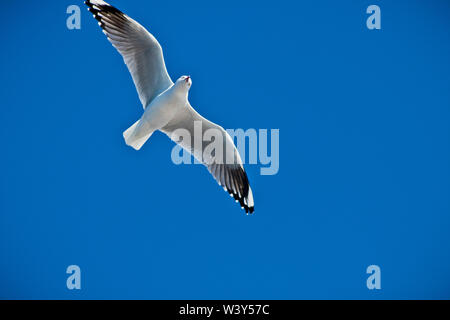 Australian Seagull o argento Gull Chroicocephalus novaehollandiae contro il cielo blu Foto Stock