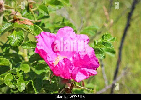 Fiori di colore rosa di rose selvatiche di close-up. Foto Stock