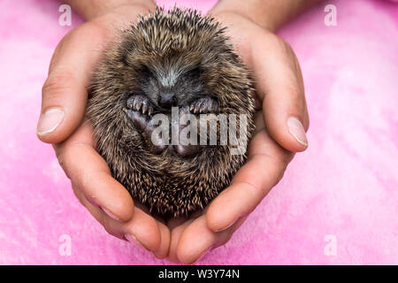 Hedgehog, (nome scientifico: Erinaceus Europaeus) un minuscolo hoglet orfano, selvatico, autoctono, che viene coccolato in mani umane e curato con amore Foto Stock