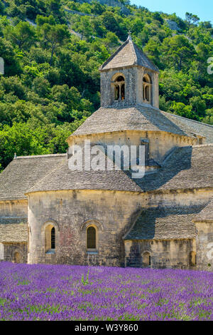 Campi di lavanda in piena fioritura nei primi giorni di luglio di fronte Abbaye de Senanque Abbazia, Vaucluse, Provence-Alpes-Côte d'Azur, in Francia Foto Stock