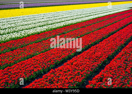 Paesi Bassi, North Holland, Burgerbrug. Rosso brillante campo di tulipani in primavera. Foto Stock