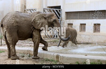 (190718) -- PECHINO, luglio 18, 2019 (Xinhua) -- Gioco di elefanti in una piscinetta per bambini presso il Beijing Zoo di Pechino, capitale della Cina, luglio 18, 2019. Nella soffocante estate calore, allo Zoo di Pechino ha preso numerose misure per tenere gli animali al fresco. Tenendo conto delle diverse abitudini di animali, diverse misure come l'aria condizionata, i cubetti di ghiaccio, auto-sistema di spruzzatura, piscine e alta umidità i frutti erano utilizzati per garantire che gli animali hanno una confortevole estate. (Xinhua/Li Xin) Foto Stock