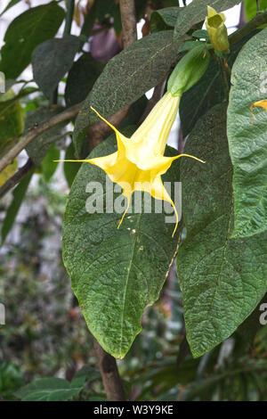 Brugmansia suaveolens, doppio giallo fragrante Foto Stock